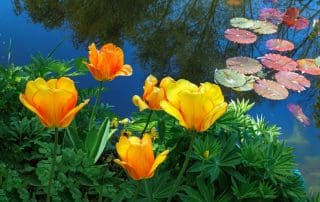 Spring Pond Changes