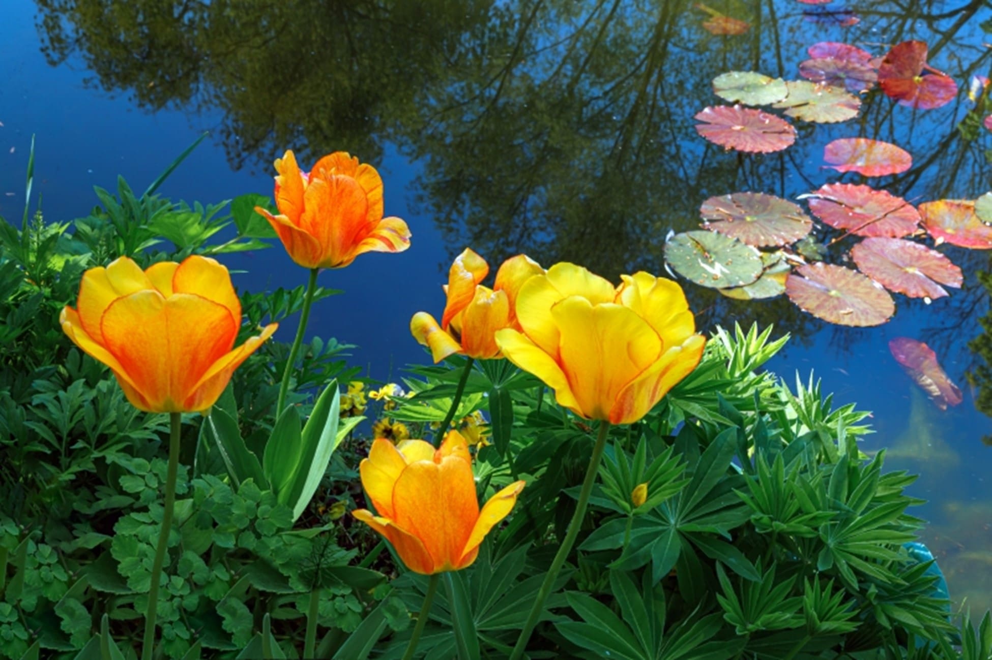 Spring Pond Changes