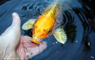 Hand feeding pond fish