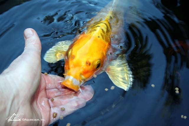 Hand feeding pond fish