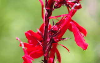 Vibrant red cardinal flower in bloom.