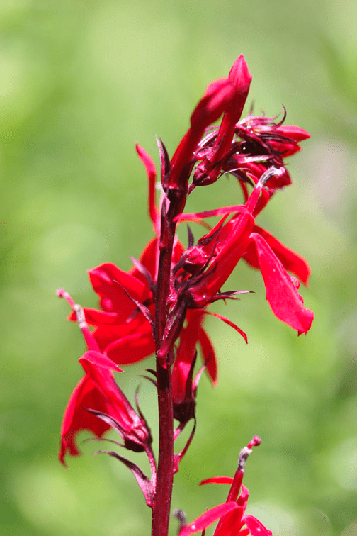 Vibrant red cardinal flower in bloom.