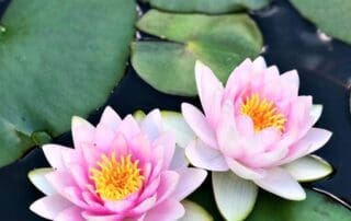 Two pink water lilies blooming among green lily pads.