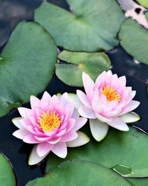 Two pink water lilies blooming among green lily pads.