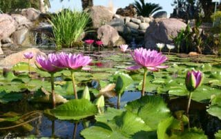 Water lilies in a serene pond setting.