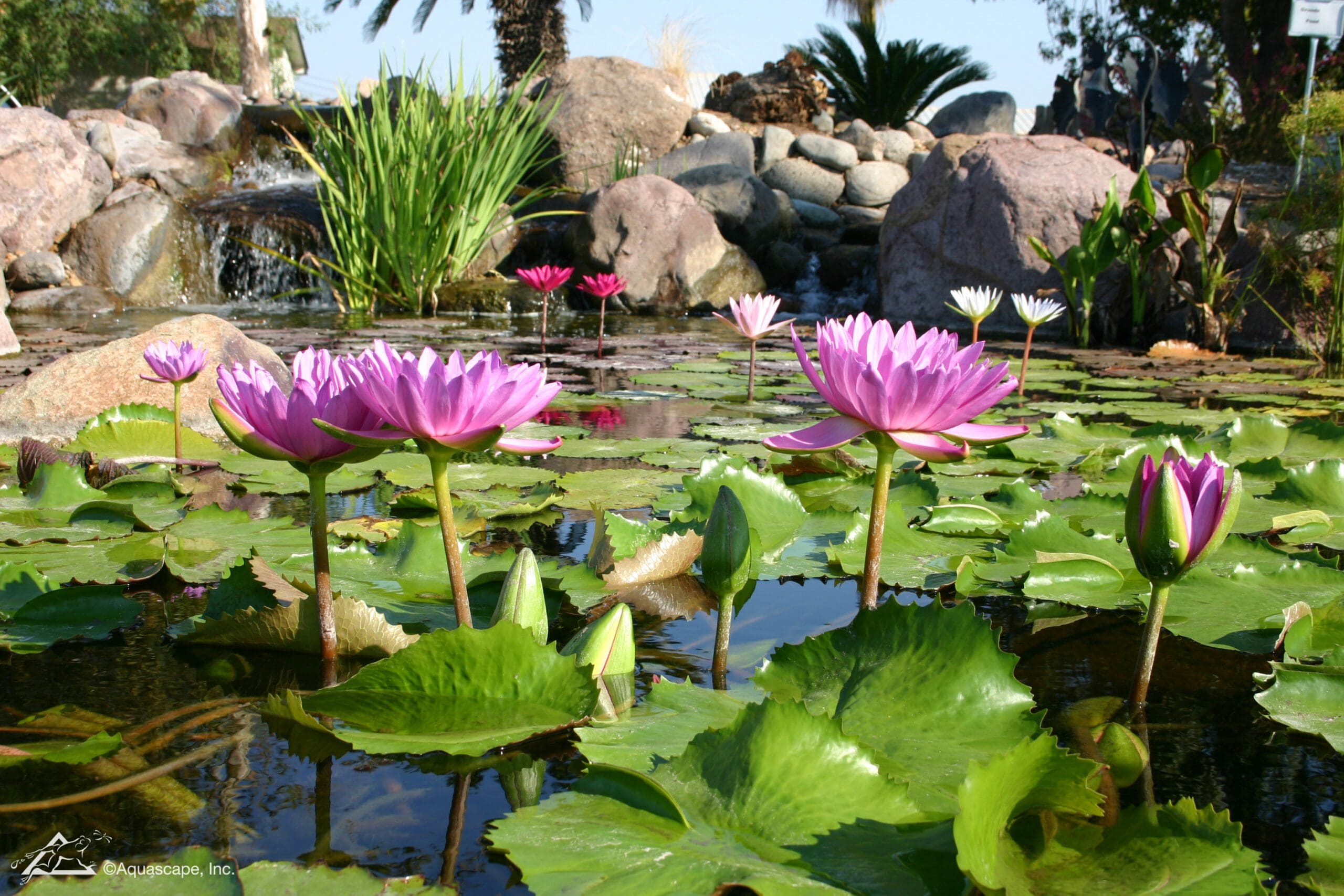 Water lilies in a serene pond setting.