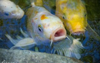 Koi fish swimming, one with mouth open.