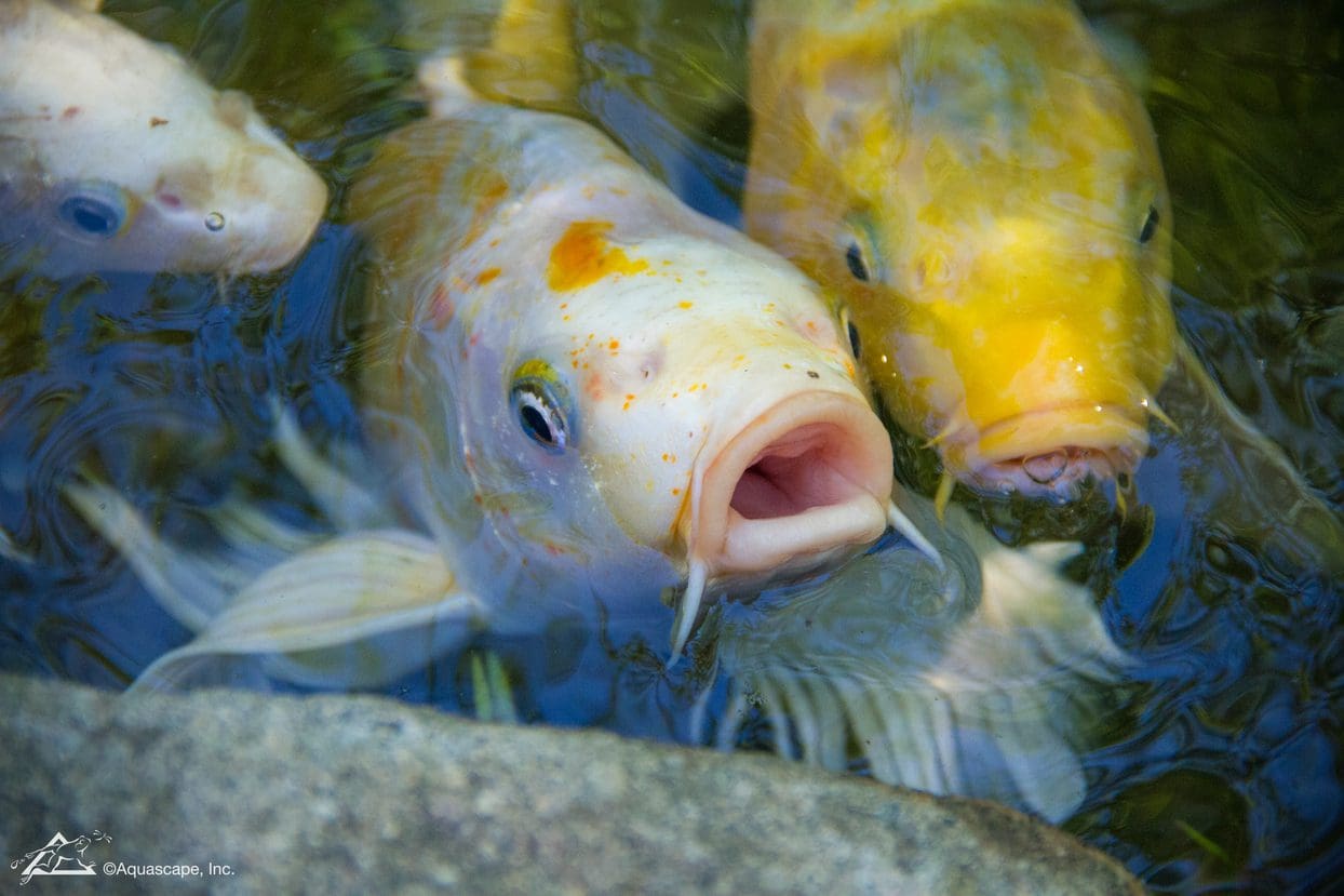 Koi fish swimming, one with mouth open.