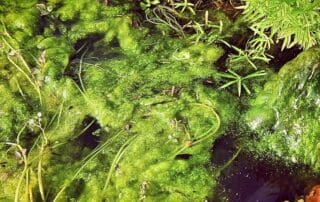 Algae-covered pond with aquatic plants and visible water surface.