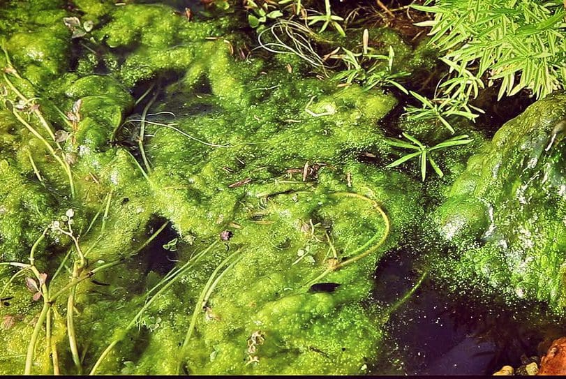 Algae-covered pond with aquatic plants and visible water surface.