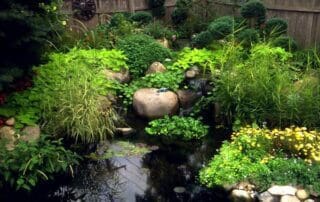 Aquatic plants