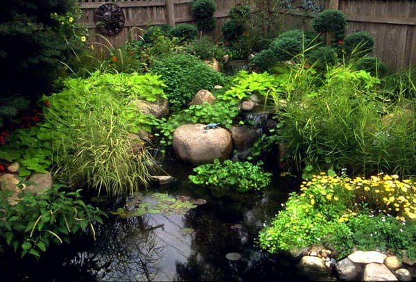 Aquatic plants