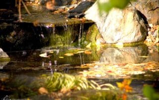 Sunlit small waterfall with autumn leaves in forest.