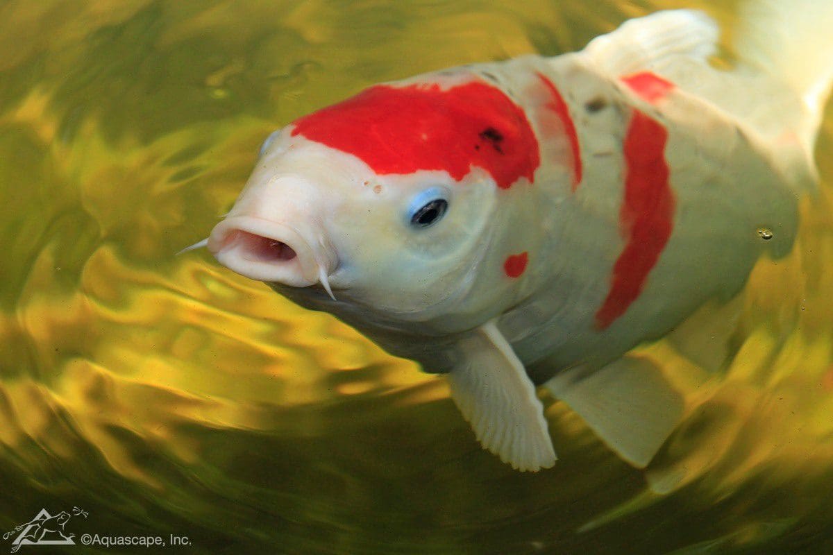 Red and white koi fish swimming in pond.