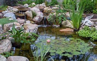 Tranquil backyard pond with water lilies and rocks.