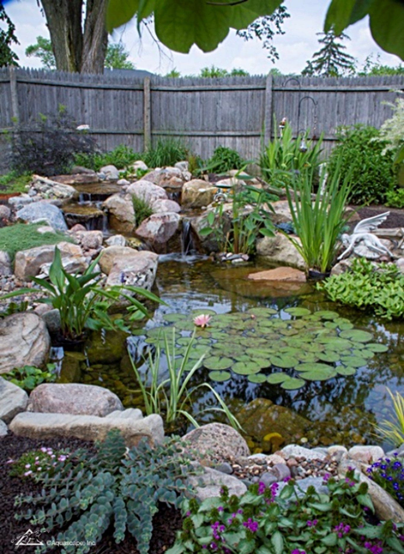 Tranquil backyard pond with water lilies and rocks.