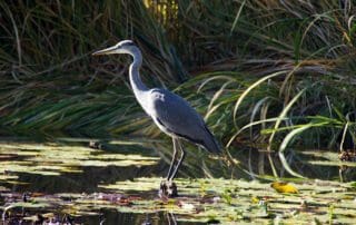 Grey heron standing in wetland.