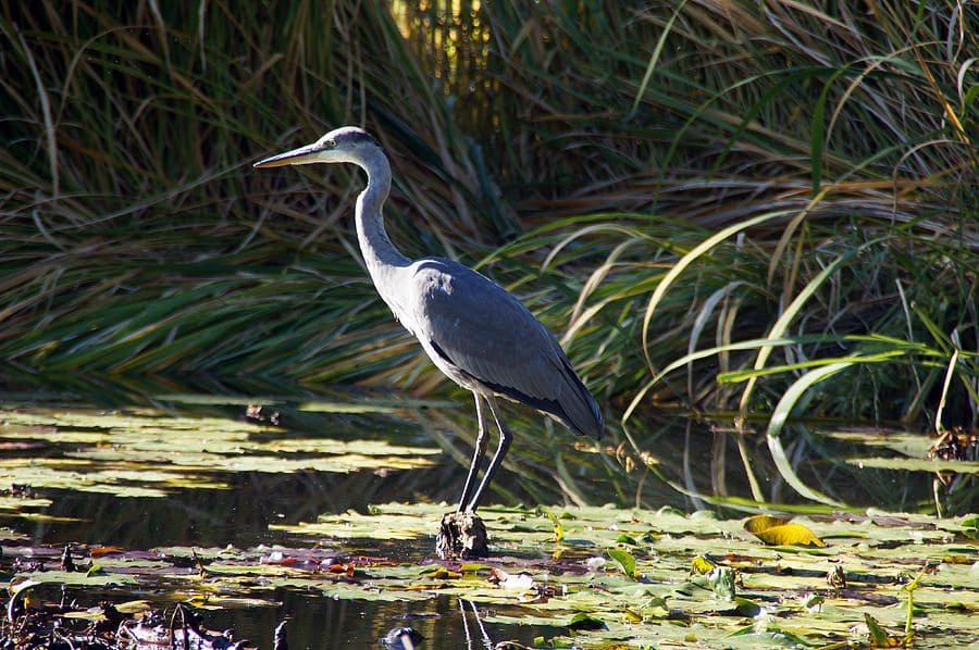 Grey heron standing in wetland.