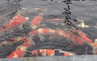 Colorful koi fish in pond water.